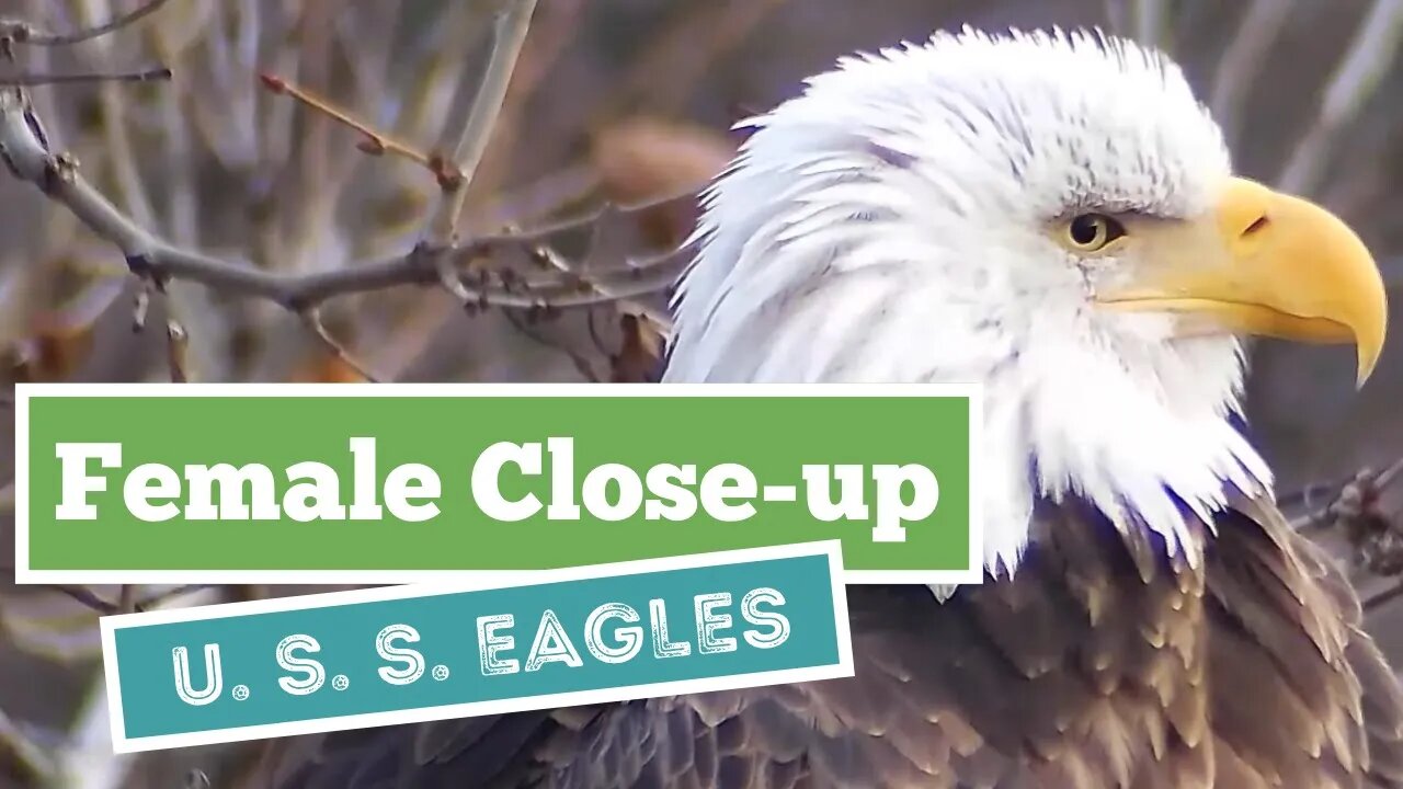 Early morning close-up - U. S. S. Eagles