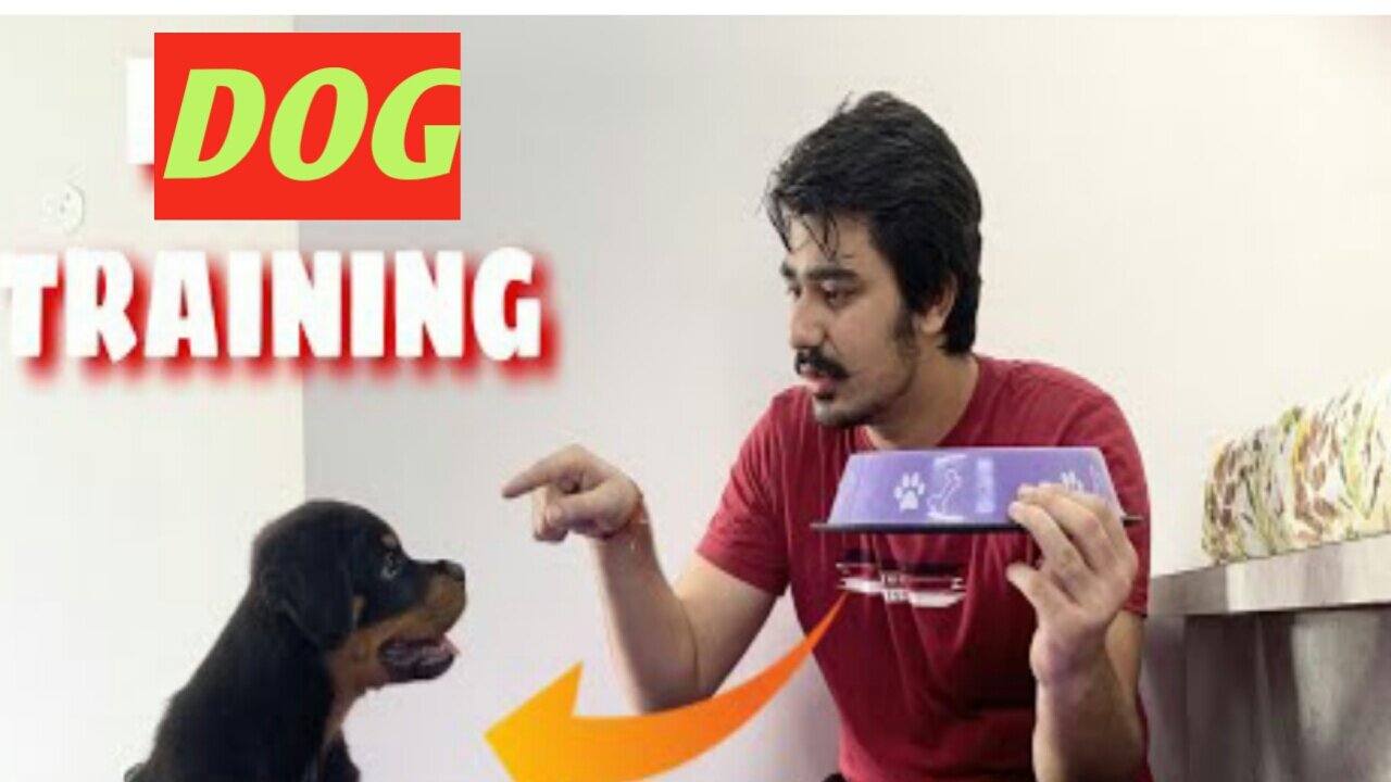 Dog training starting from food