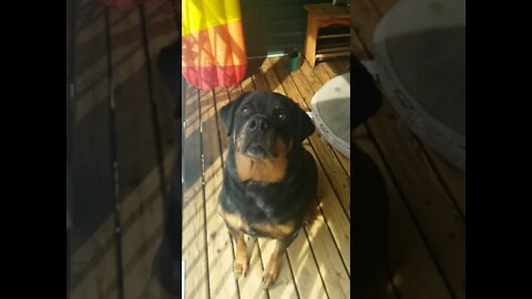 Telling Rottweiler It's Bath Time #Shorts #rottweiler 💖