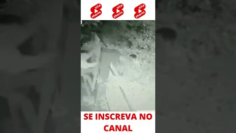 Ficou Preso no Portão #shorts