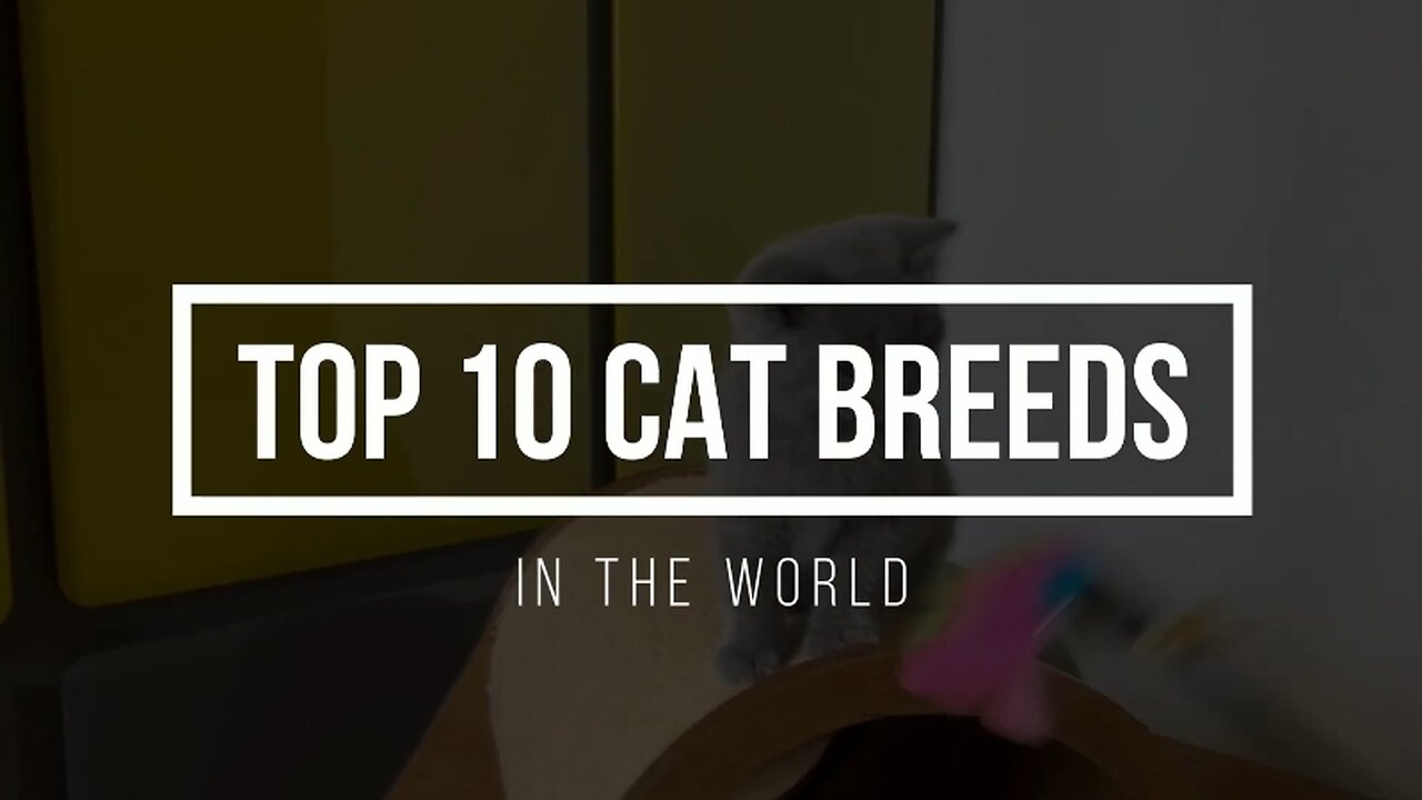 Top 10 Cat Breeds In The World