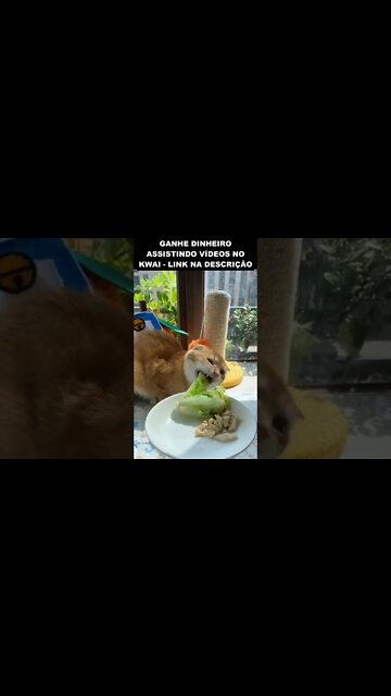 Esse gato fez parecer fácil fazer dieta