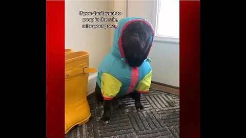 Dog doesn't want to poop in the rain