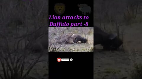 Lion attack to buffalo 🦬part -8 #shorts #youtubeshorts