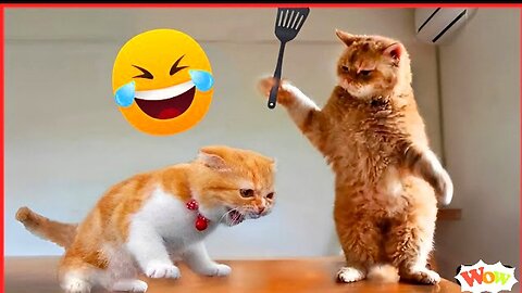 Funny Animals Dog And Cat 😺 Video - 2023