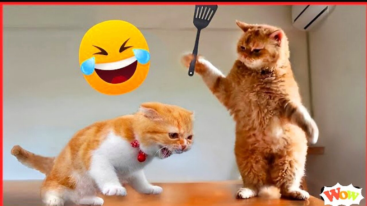 Funny Animals Dog And Cat 😺 Video - 2023