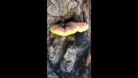 Growth on a Tree