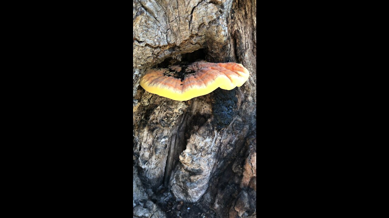 Growth on a Tree