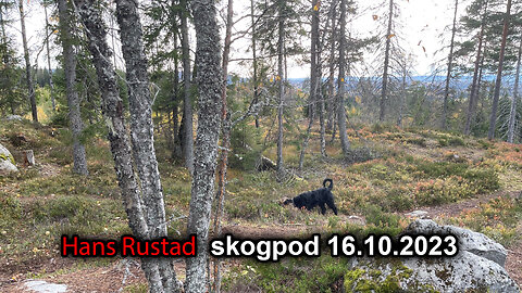 Skogpod 16. oktober 2023