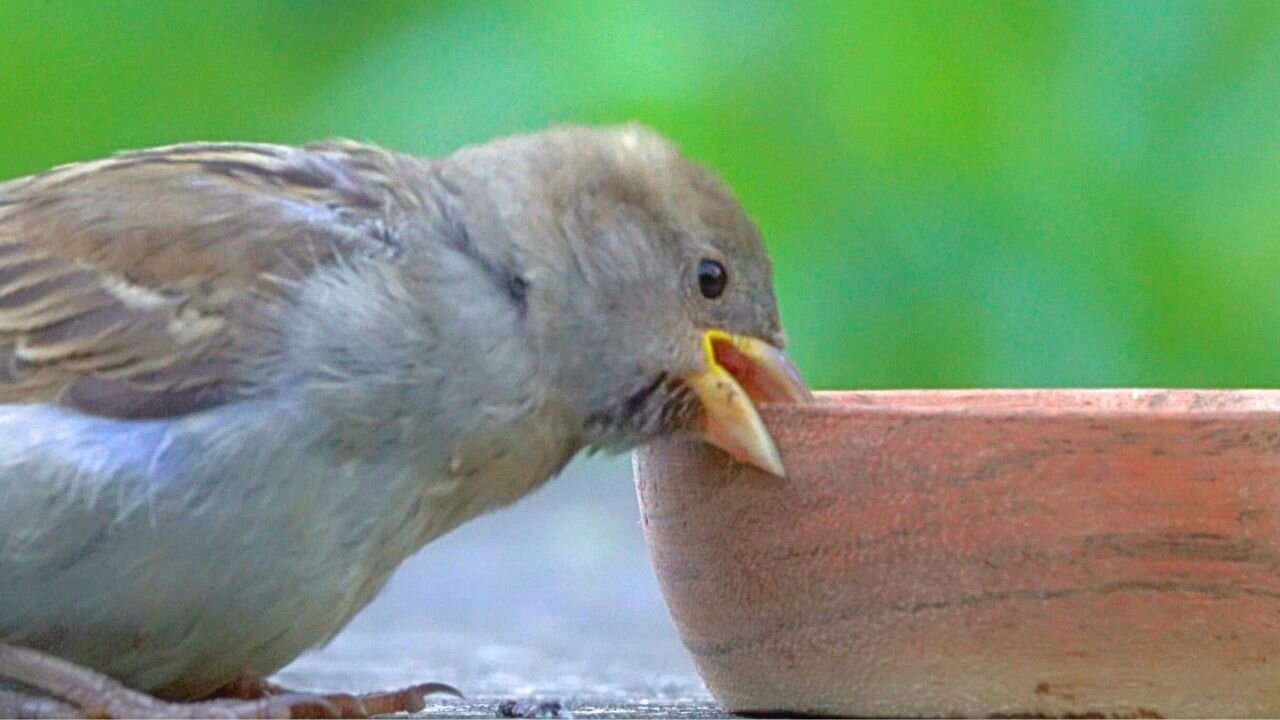 "Excuse me, Is this Bowl Edible?" Hungry House Sparrows