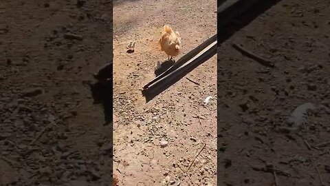 Baby Chickies #homesteading #homestead #homesteading #chickens
