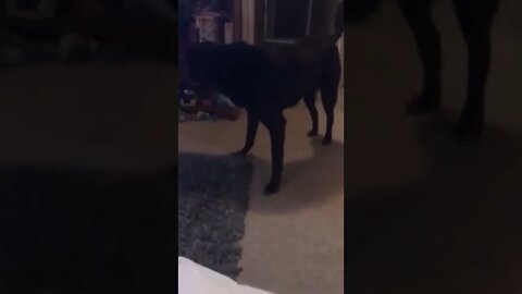 The dog sees something and reacts..
