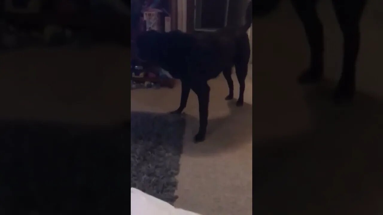 The dog sees something and reacts..