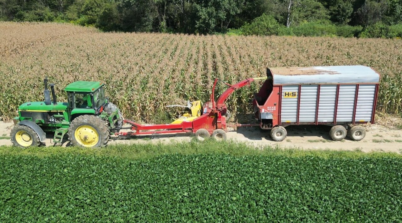 Chopping & Feeding Sweet Corn Silage