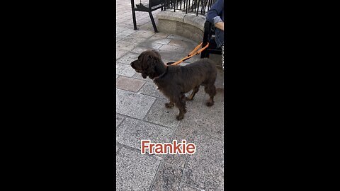 Frankie the dog