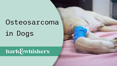 Osteosarcoma in Dogs