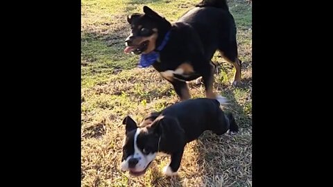 Winston & Penelope Getting into a Scuffle