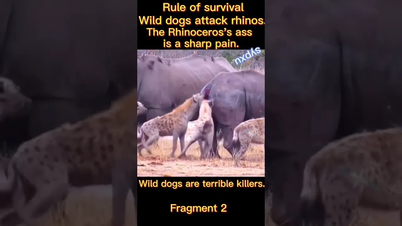 WILD DOGS ATTACK A RHINO: WILD DOGS ARE TERRIBLE KILLERS...#SHORTS