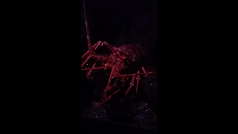Lobster in Japan