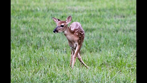 Fawns & Velvet, TX Night Hogs & Deer Wkly 6/14/24