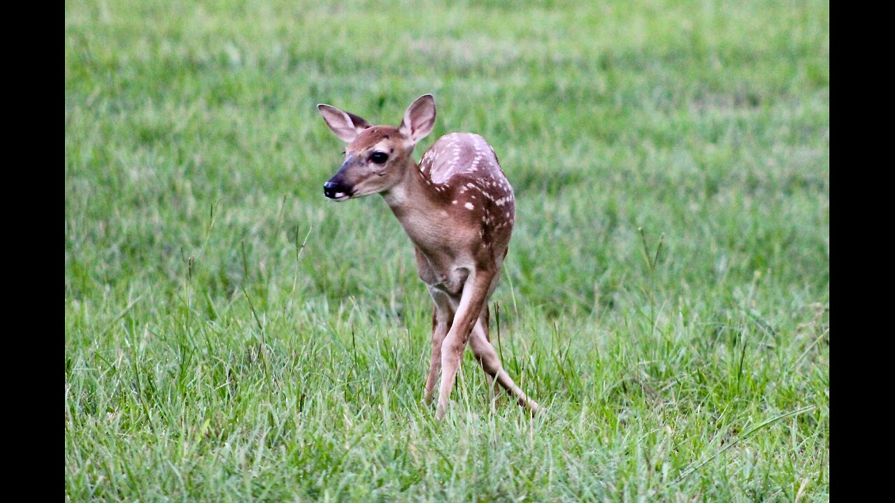 Fawns & Velvet, TX Night Hogs & Deer Wkly 6/14/24