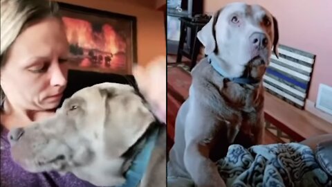 sad doggy grieves the loss of his older brother