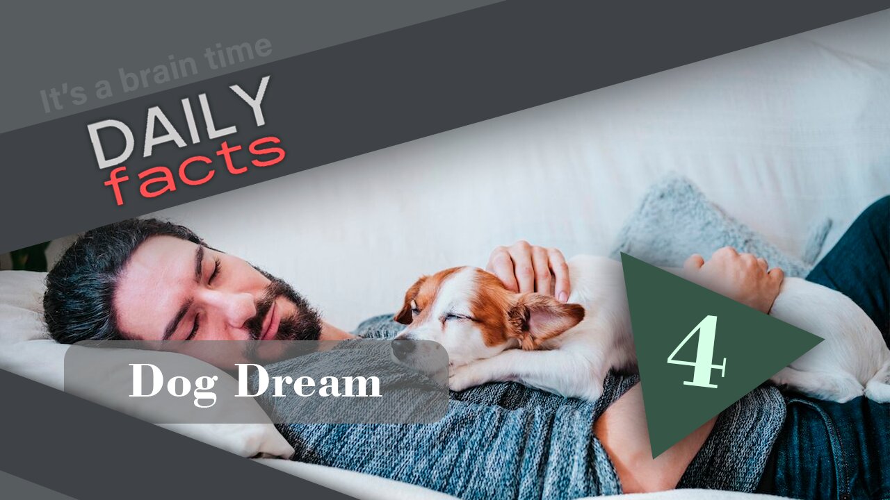 DOG DREAM | DAILY FACTS | 2023