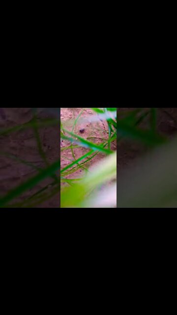 gull banke mai khil jawa #shorts #shorts