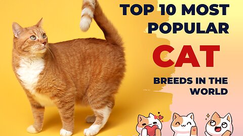 TOP 10 Most Popular Cat Breeds in the World. Best in Top