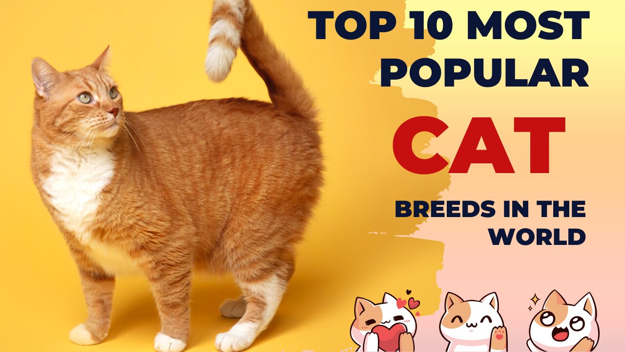 TOP 10 Most Popular Cat Breeds in the World. Best in Top