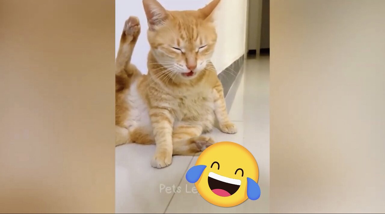 "Cats Being Cats: The Ultimate Compilation of Feline Folly"