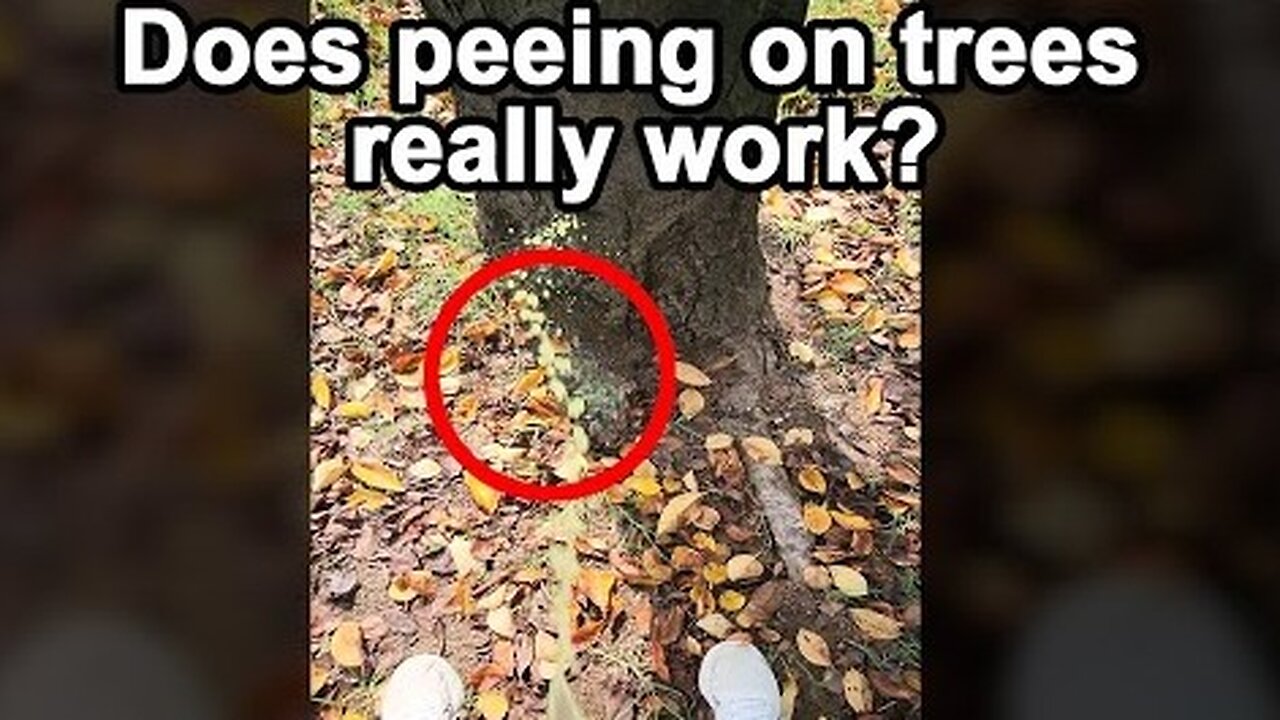 Can Urine Help Trees Grow? 🌳💦