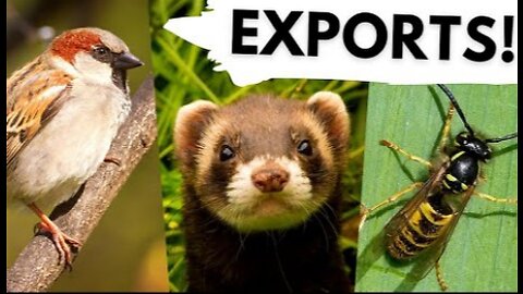 10 Native UK animals that are invasive around the world!