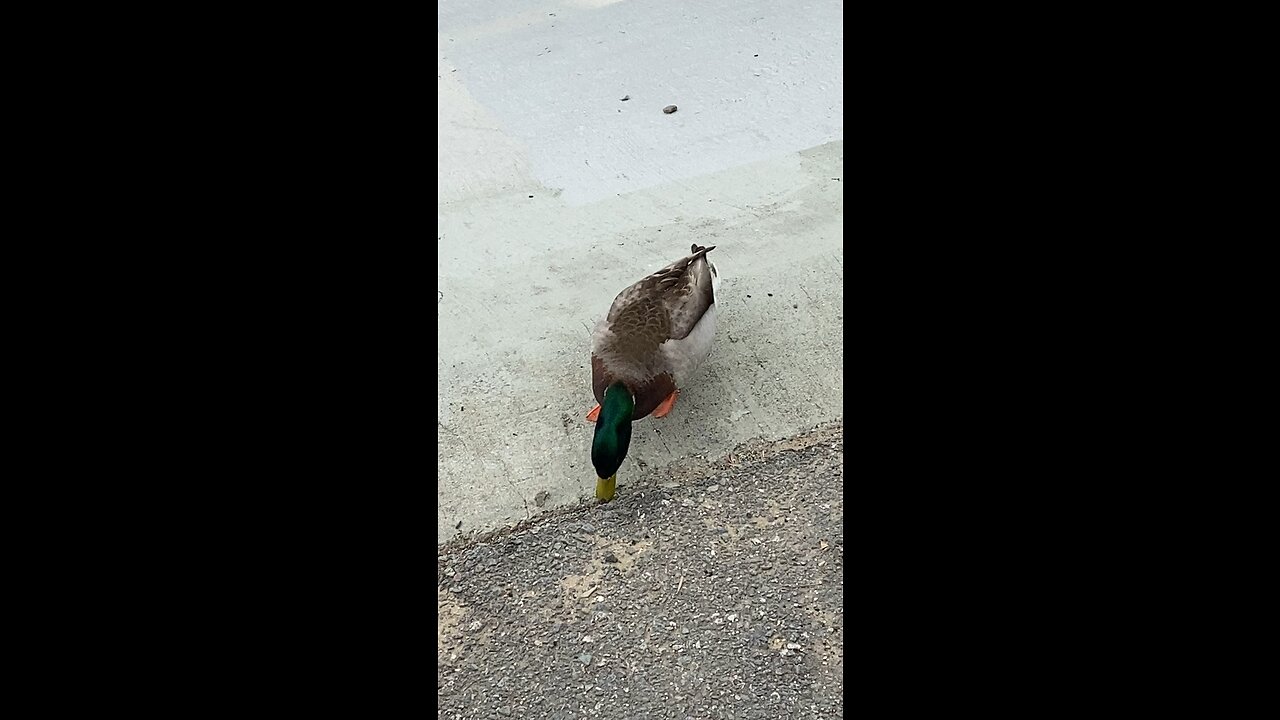 One Duck Eating Alone 🦆 #subscribe #shorts #viral #trending #animals #cute