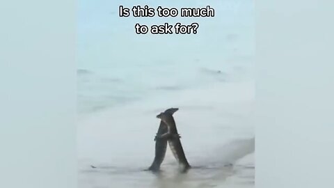You laugh you lose😆 funny cats and dogs videos😹🐶
