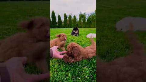 This is Cutes puppy dogs ||🦊🐕‍🦺#shorts #shortsfeed #youtubepets_&_animals