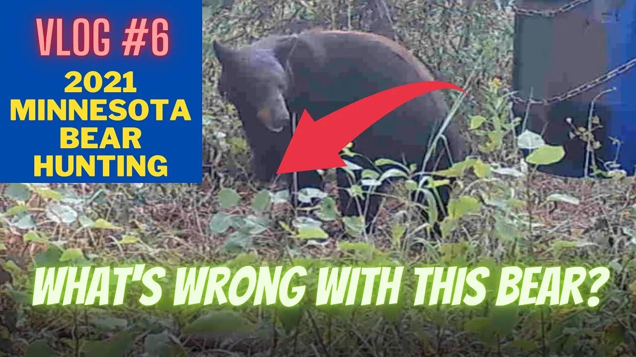 Minnesota Bear Hunting VLOG #6 | Progress & A Mystery