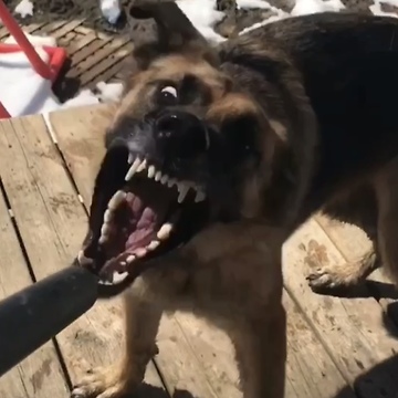 German Shepherd Humorously Plays With Leaf Blower