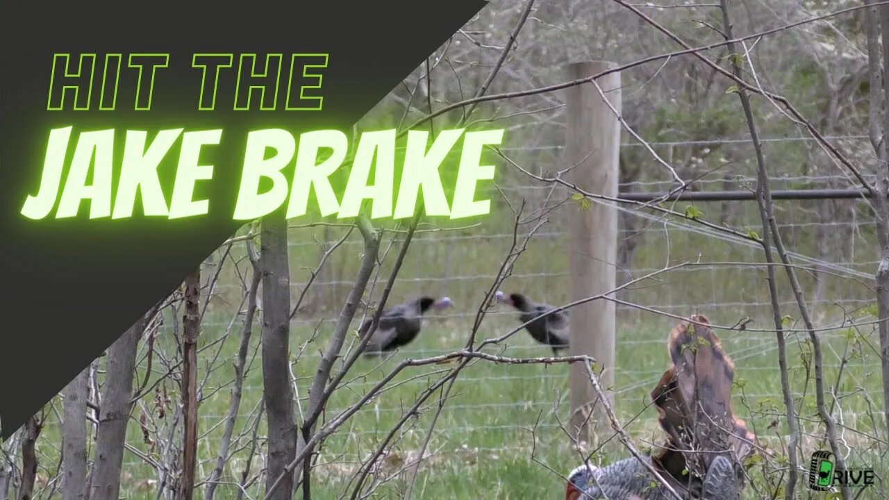 Pesky Jakes Interrupted Our Hunt | Virginia Turkey Hunting in the Blue Ridge Mountains