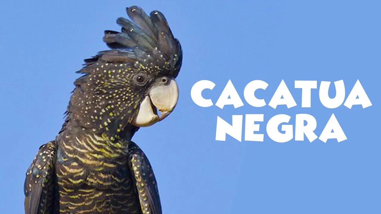 Maravilhosa CACATUA NEGRA de Cauda Vermelha