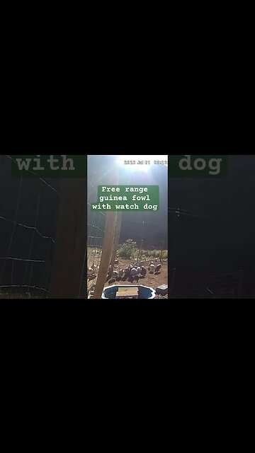 Farm surveillance. Free range guinea fowl with watch dog