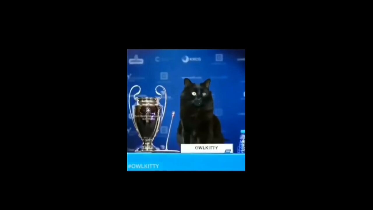 football player cat, the cat blooms ،Cats , champions league, black cat Hero، cat