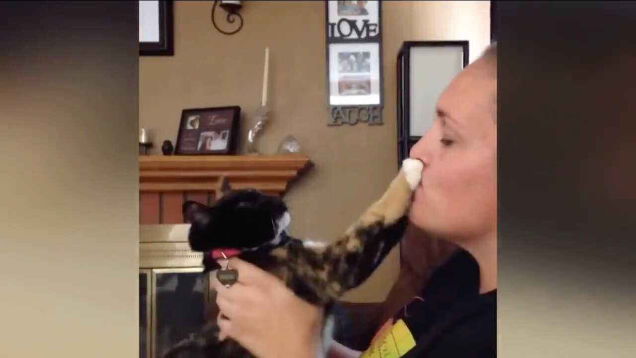 Owner Wants A Kiss But Cat Stops Her With His Hand