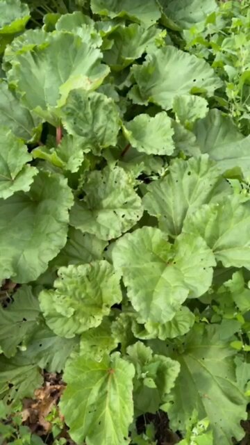 Rhubarb second cutting