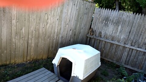 My buddy squirrel attempted to eat nuts on dog hut
