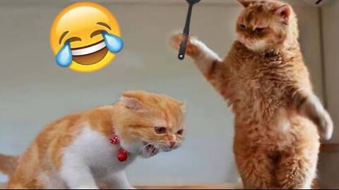 Funny Cats & Dogs 😂