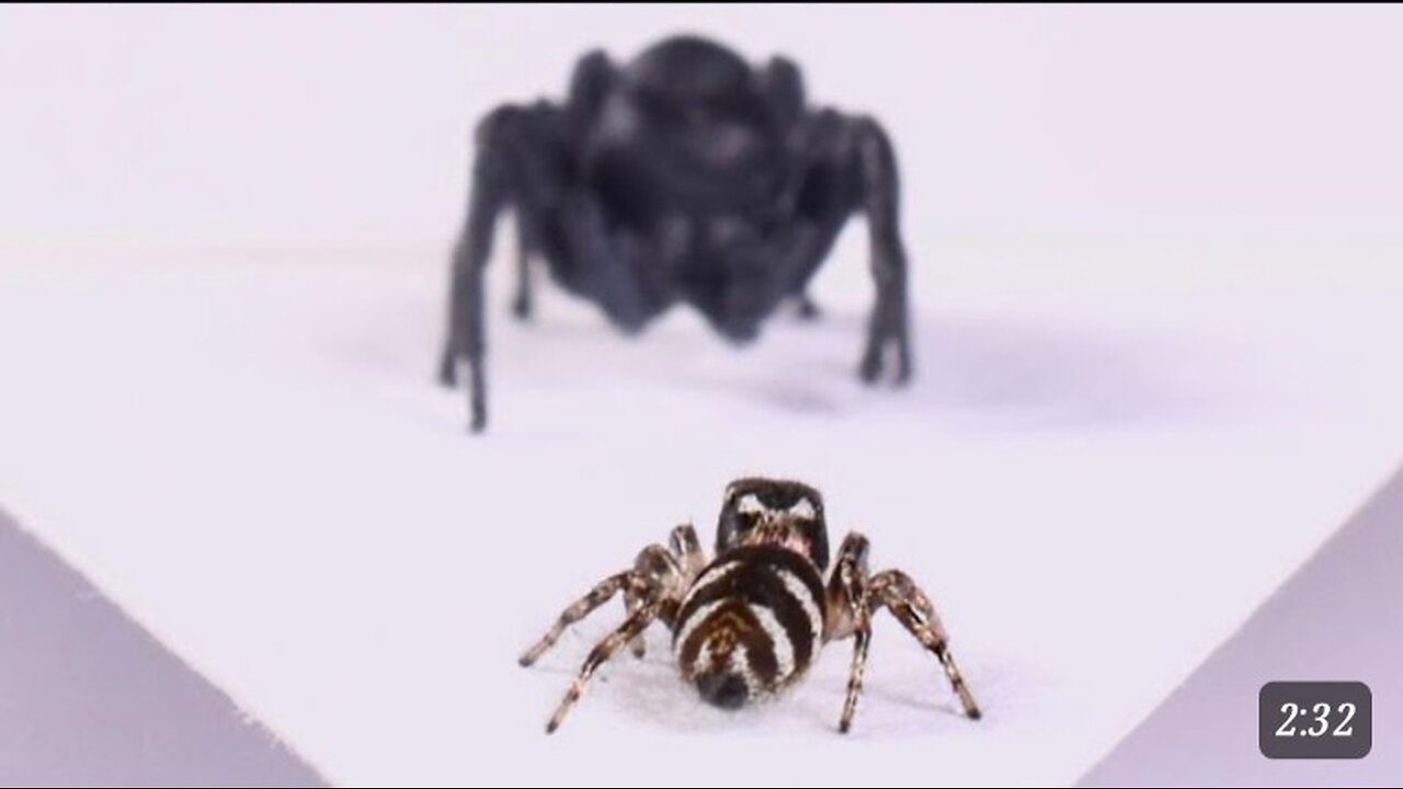 A Spider with Arachnophobia Daily Dose Of Video