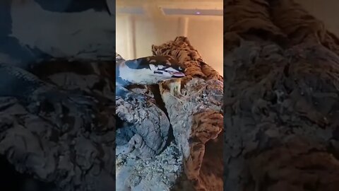 😱 Dangerous Nature's status ❤️ | Snake nature WhatsApp Status | amazing nature video ❤😳 #shorts(3)