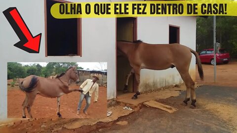 BURRO DENGOSO ENTRA DENTRO DE CASA E DAR A MÃO A VAQUEIRO PO