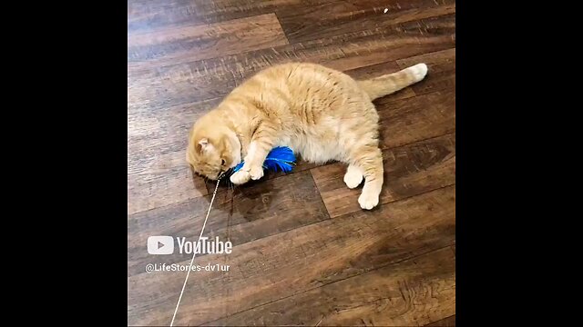 Cat "cries" after catching her toy #catshorts #scottishfold #cats #catlovers #shorts